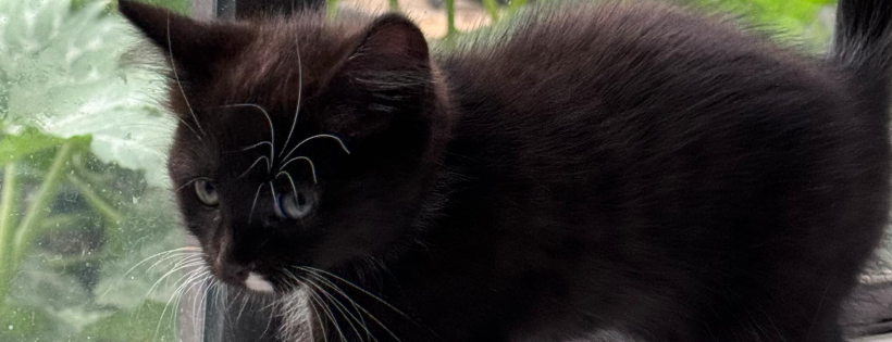 One at a Time Pet Rescue