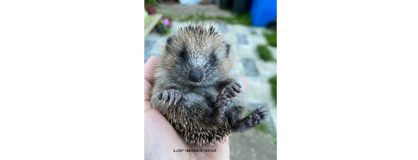 Lucky Hedgehog Rescue C.I.C. 14085854