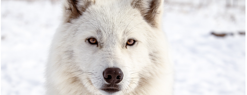 Yamnuska Wolfdog Sanctuary