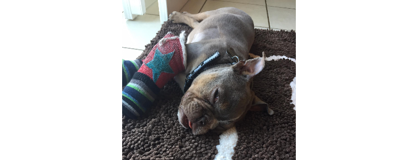 NorCal Bully Breed Rescue