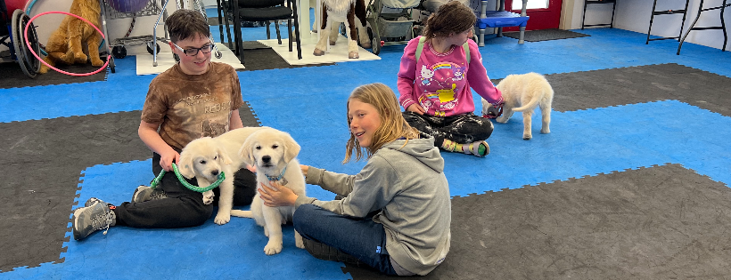 Domino Service Dogs