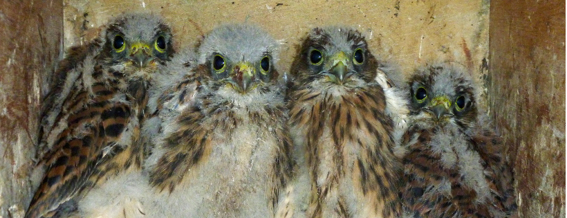 The Hawk Conservancy Trust
