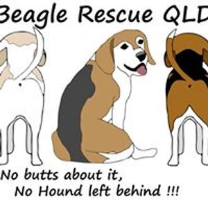 Beagle Rescue Qld Logo