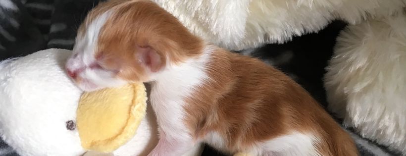 Neonatal Kitten Rescue Hobart