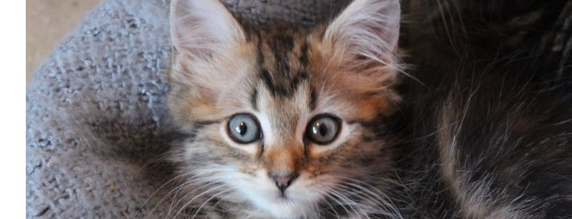 Deedlebug Cat Rescue