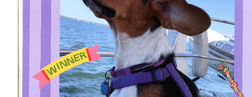 Beagle Rescue, Education and Welfare (BREW)