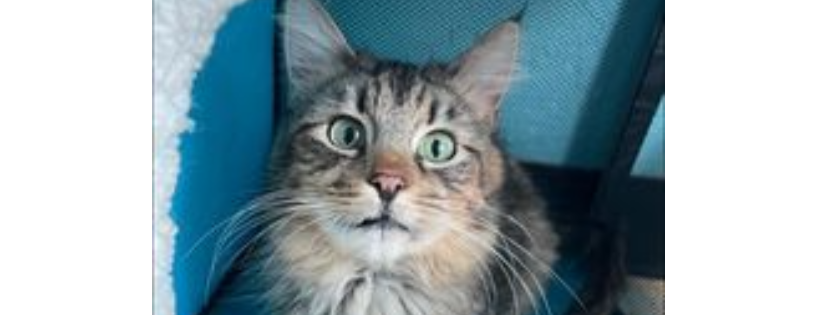 Humane Society of Rome, NY Inc.