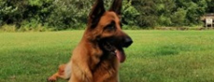 LUOSKO GSD rescue