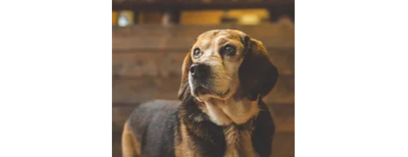Beagle Paws Rescue