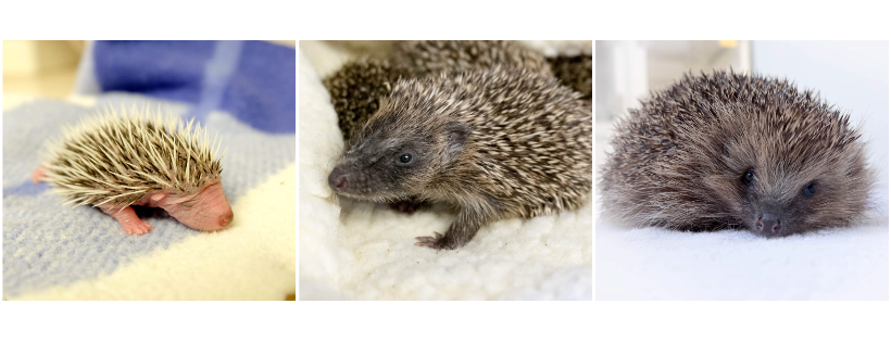 Vale Wildlife Hospital