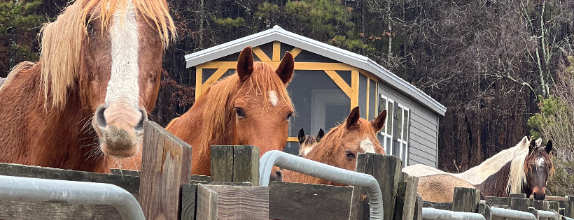Red Clay Ranch Equine Rescue and Sanctuary, Inc