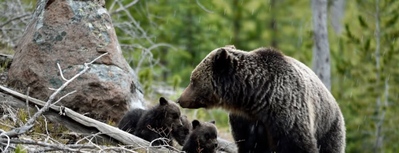 International Association for Bear Research and Management