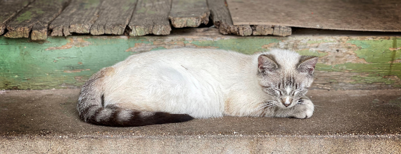 Kat's Alley Cats