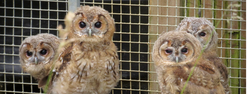 Leicestershire Wildlife hospital
