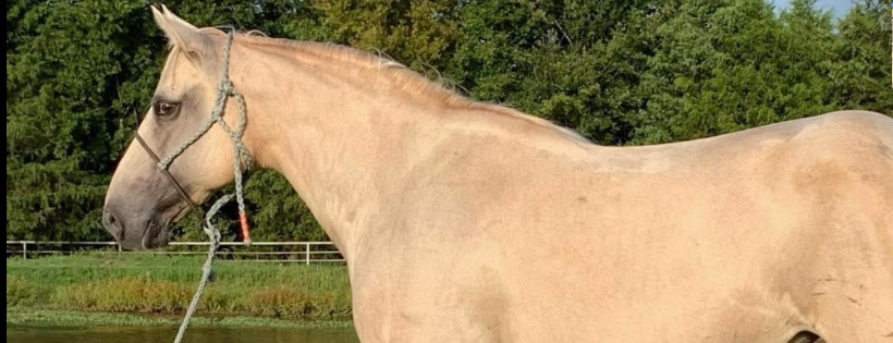 Creeks Landing Equine Rescue Inc