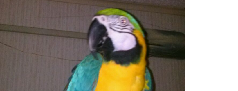 Palm Beach Parrot And Bird Rescue Inc.