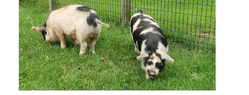 Poppy's Pigtopia NFP