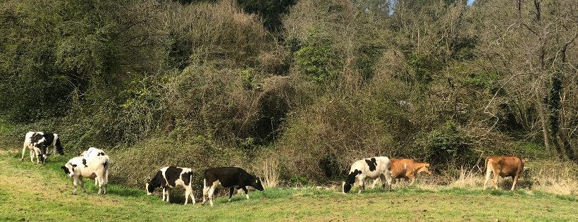 Dean Farm Trust