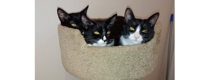Urban Cat Coalition