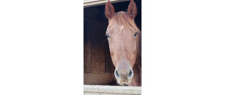 Southern Maryland Equine Miracles Ltd