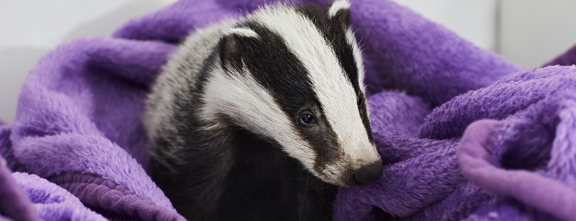 Secret World Wildlife Rescue