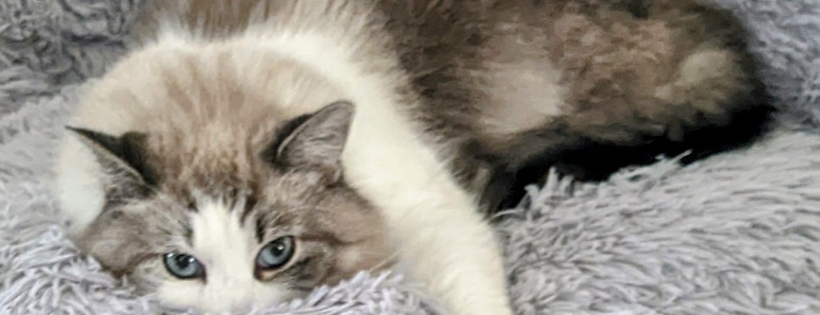 Purr-fect Hearts Kitten Fosters