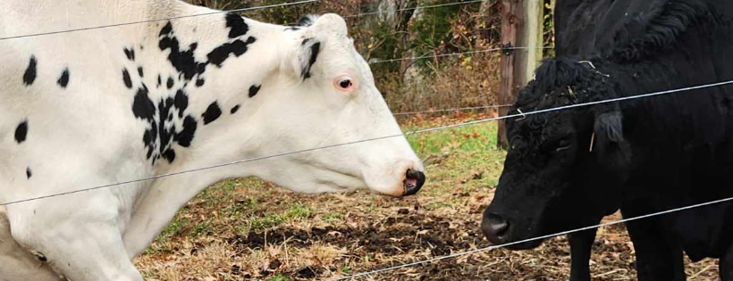 Willowbrook Farms Animal Sanctuary
