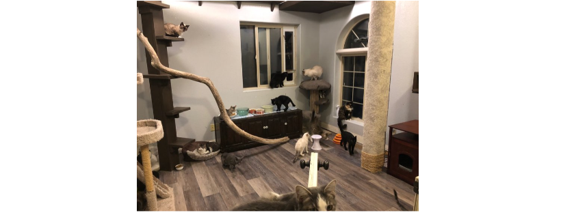 Lake Lowell Animal Rescue