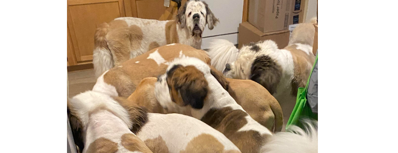Illinois Saint Bernard Rescue