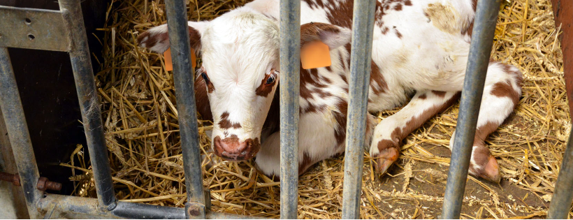 Animal Justice Project Trust