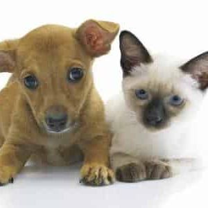 Ruby Benjamin Animal Foundation inc