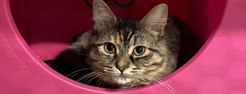 Lyndhurst Feral Cat Project