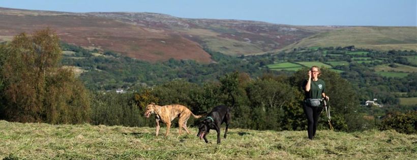 Greyhound Rescue Wales