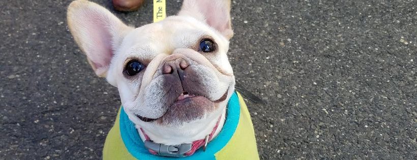 French Bulldog Village