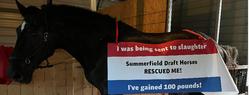 Summerfield Farm Drafts