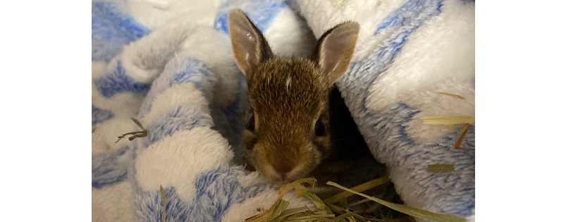 Roadside Wildlife Rehab Inc