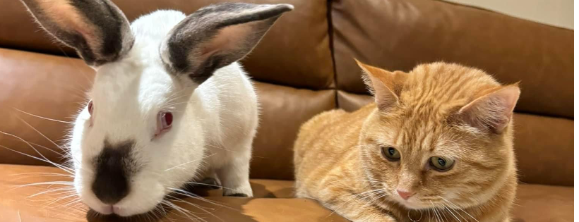 Dolly's Dream Home Rabbit Rescue