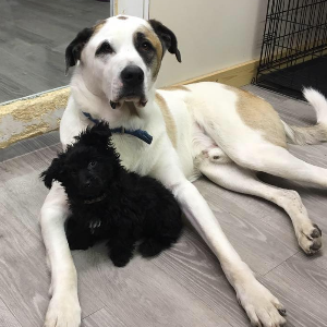Northern Manitoba Paws in Need Pet Rescue Logo