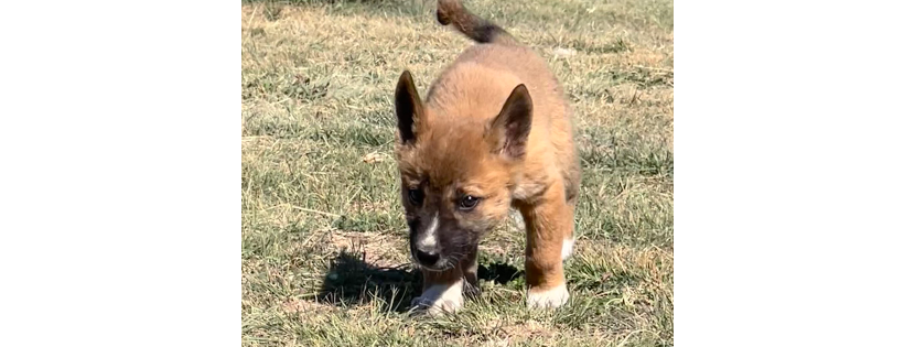 Highlands Dingo Rescue Ltd