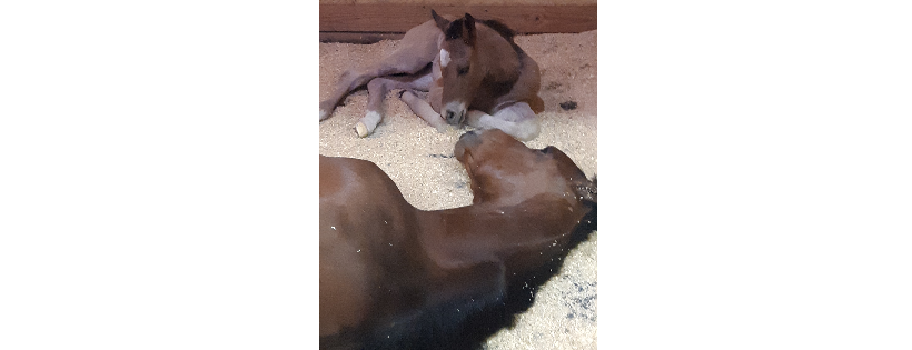 Southern Star Animal Rescue, Inc.
