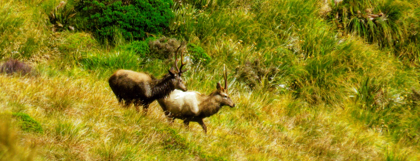 New Zealand Deerstalkers Association