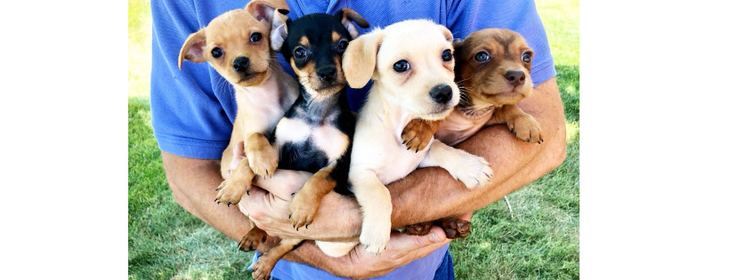 Bounce Animal Rescue