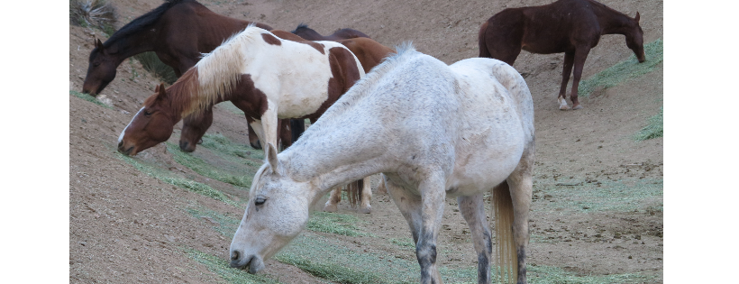 Fahnestock Ranch