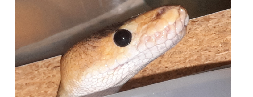Drayton Valley Reptile Rescue