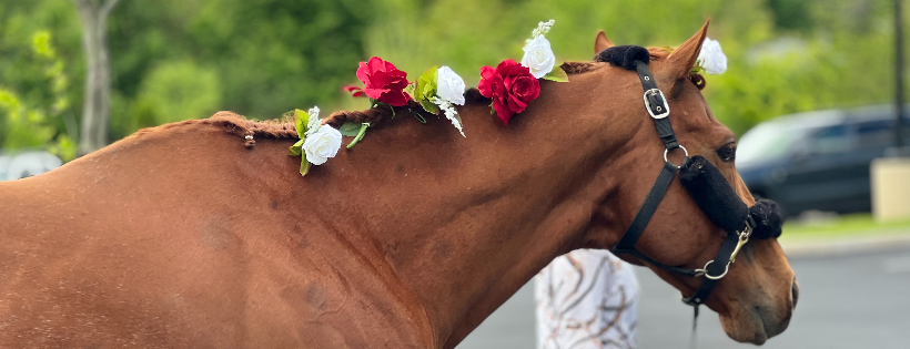 TRRAC Thoroughbred Aftercare