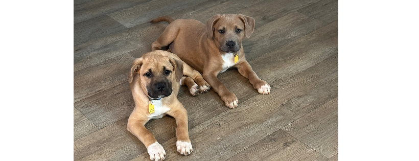 Gracie Acres Dog Rescue and Farm