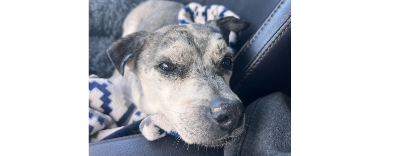 Rocket Dog Rescue