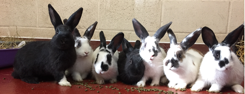 Woodside Animal Welfare Trust
