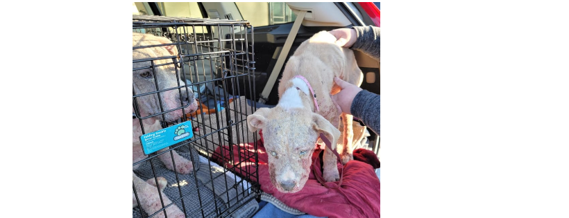 Operation Save A Shelter Dog