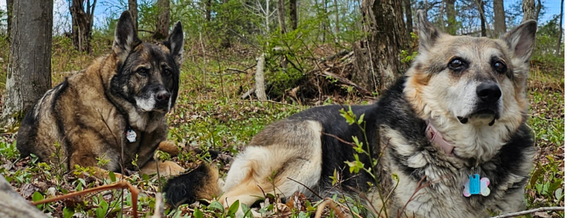 Woody's Place ~ Senior German Shepherd Sanctuary